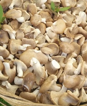 Funghi cardoncelli.jpg